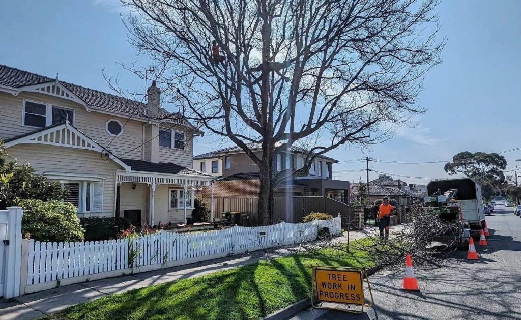 Tree Removal Bentleigh Melbourne