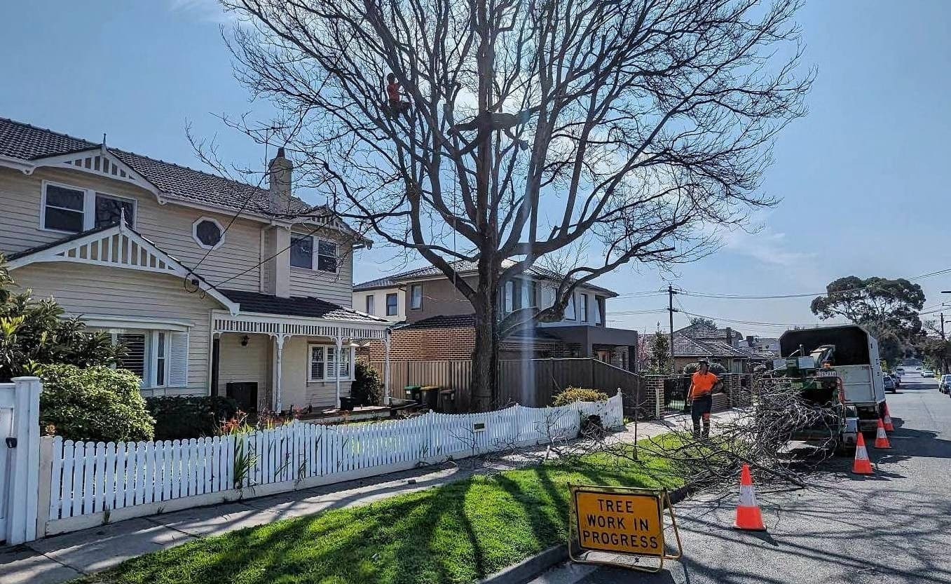 Tree Removal Bentleigh Melbourne