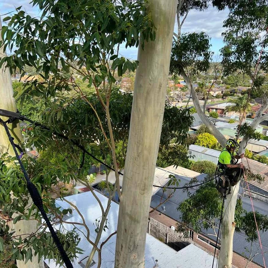 Tree cabling and bracing Melbourne VIC