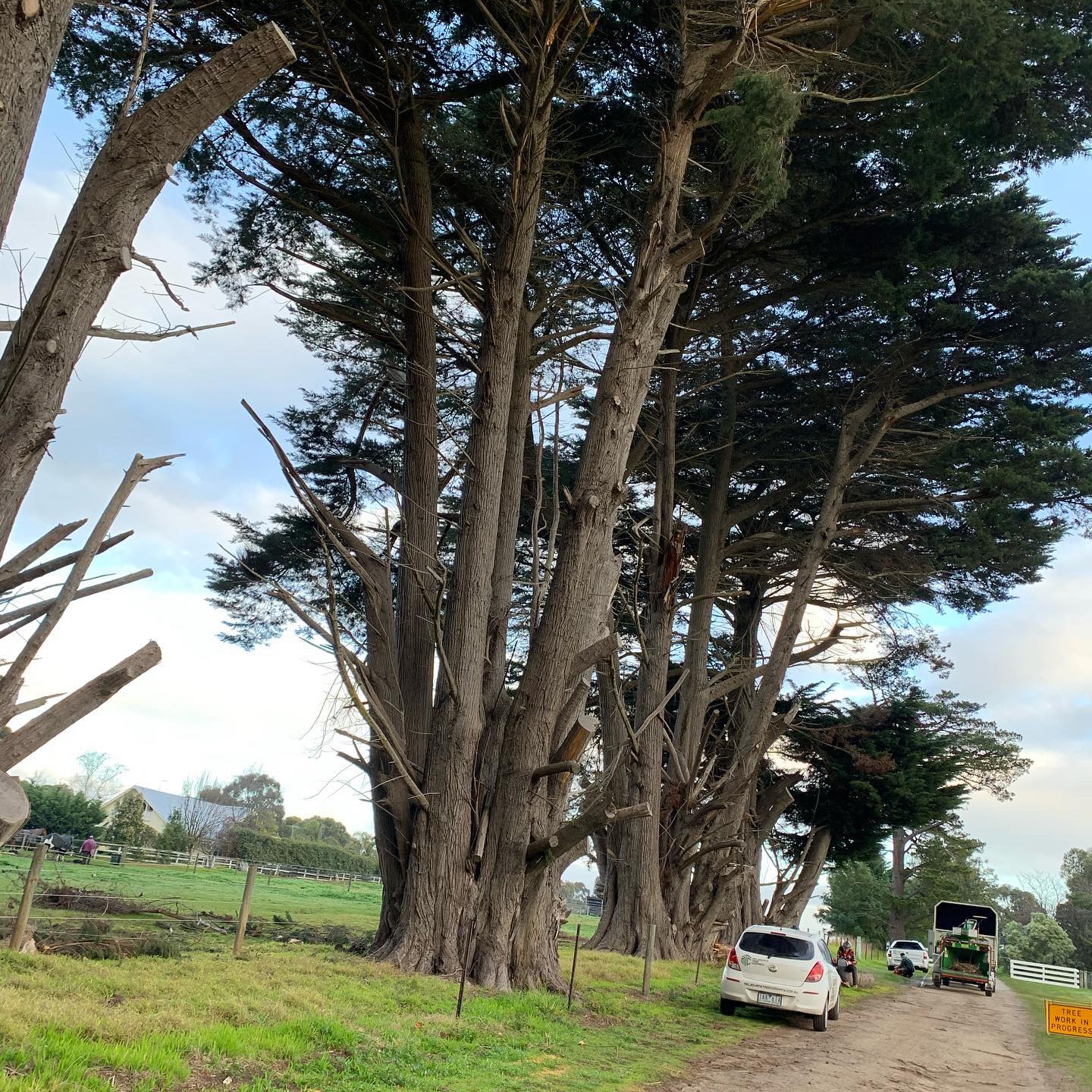Mornington Peninsula Tree Removal 