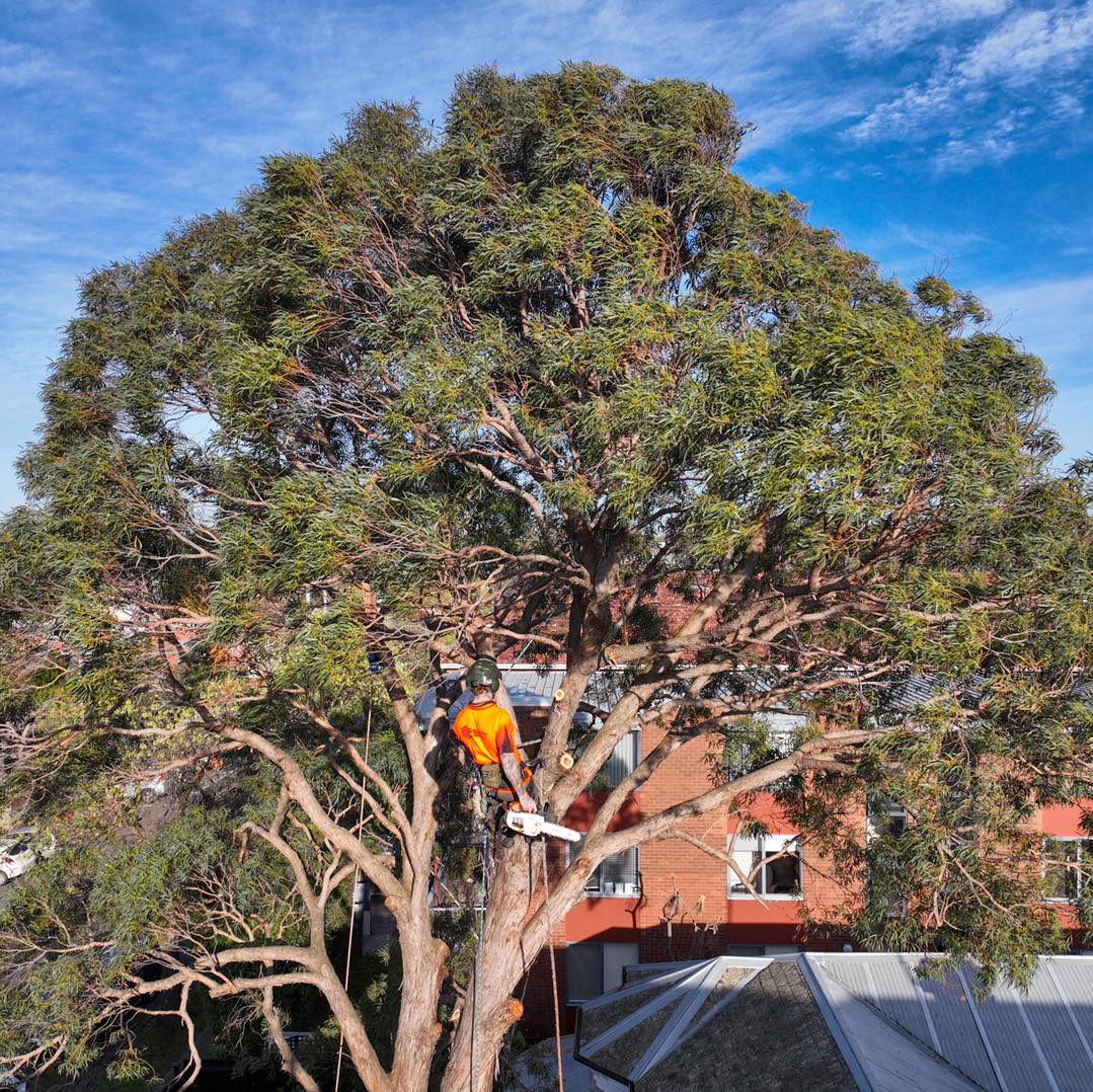 Mornington Peninsula Tree Removal 5