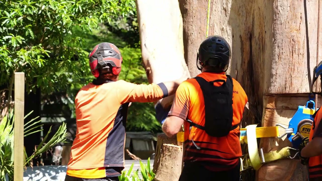 50 Meter Mountain Gray Gum, Habitat Prune, Climber Matt Staples